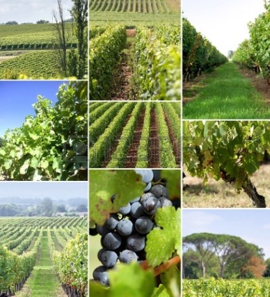 images-of-a-vineyard