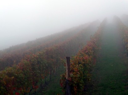 Langhe_vineyard