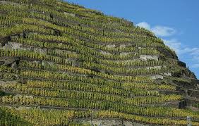 Mosel Vineyard