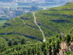 northern-rhone-vineyard