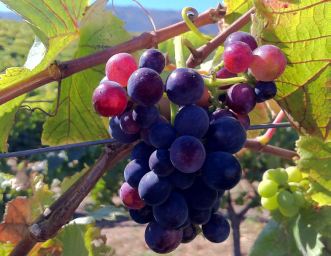 Pinot noir Grapes