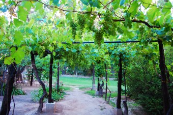 Pergola_Vineyard