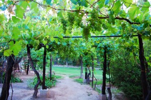 Pergola_Vineyard